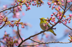 桜が咲けば、メジロもニッコリ(^^♪