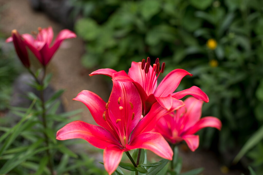 花言葉は 虚栄心 赤いユリ By ももとすいか Id 写真共有サイト Photohito