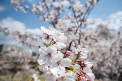 まんか～いっ・・ソメイヨシノ
