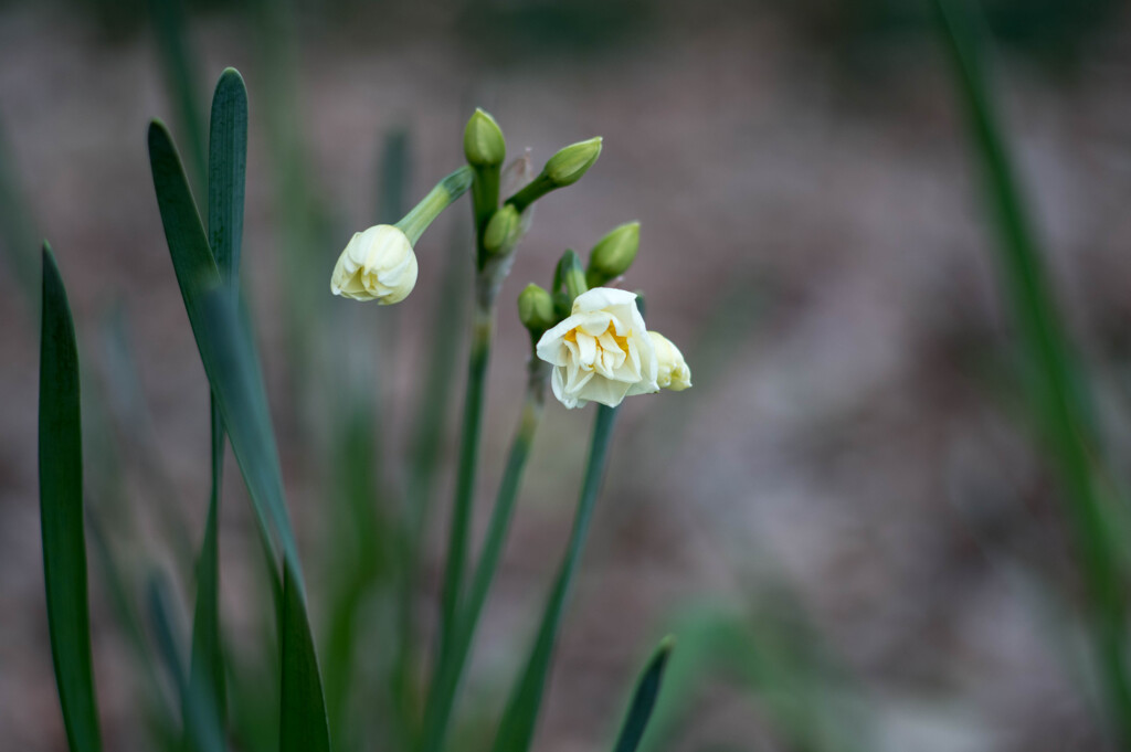 節分花・・スイセン