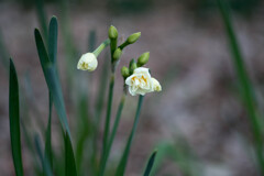 節分花・・スイセン