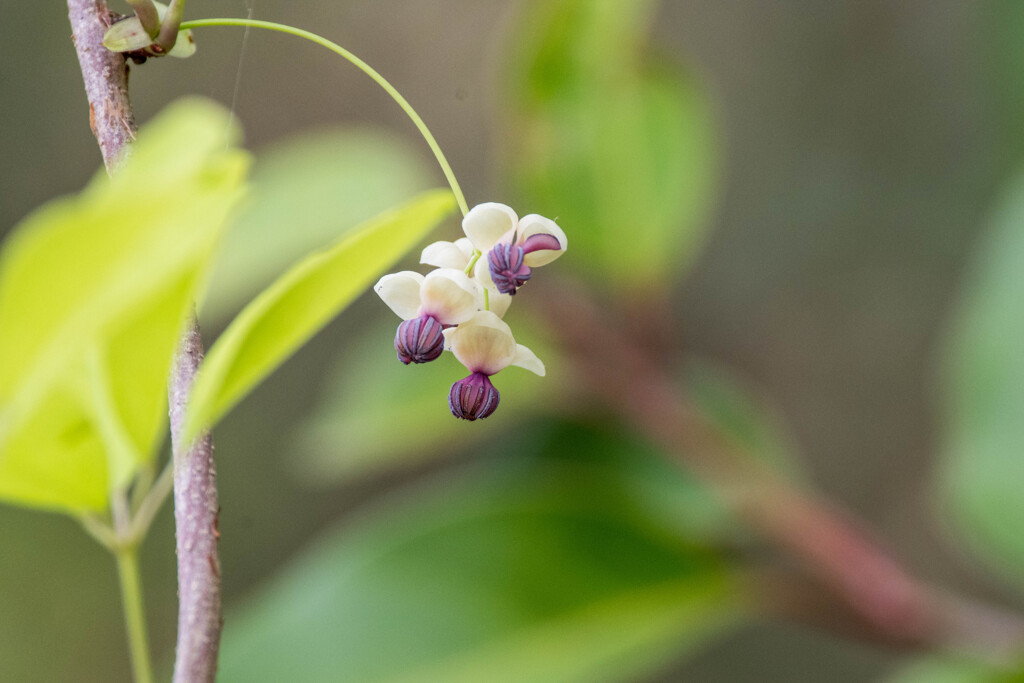 じみ～に、かれん・・あけびの花