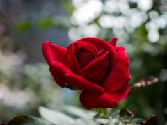 晩夏の主張‥赤い薔薇