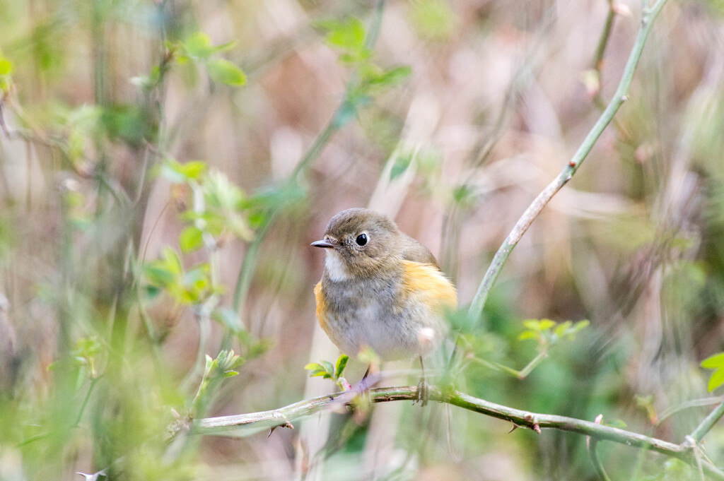 春めいて･･ルリビタキ