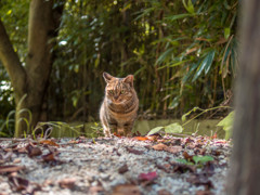 吾輩は・・哲学猫であるっ