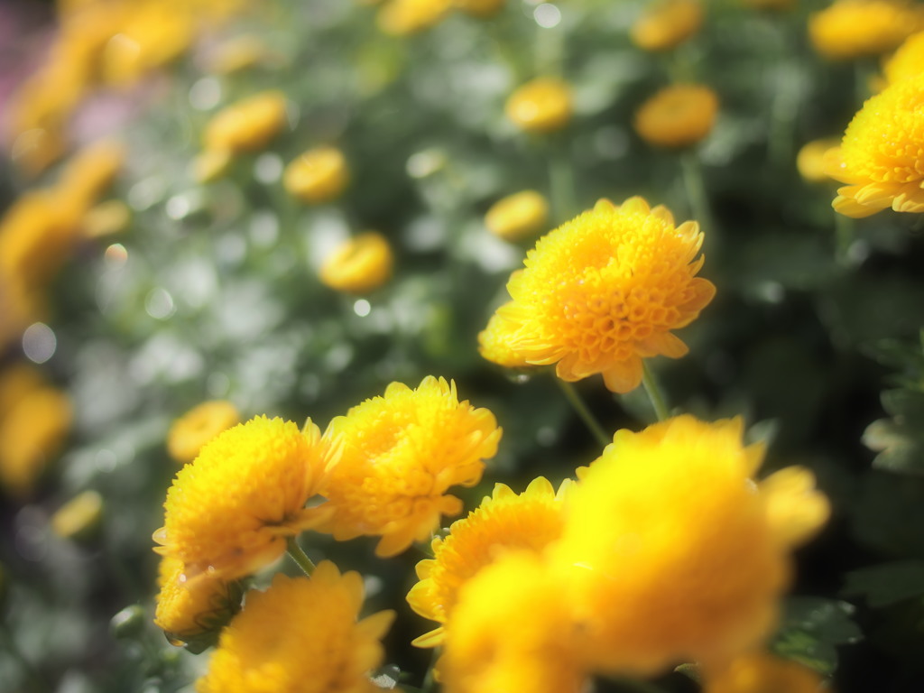 雨上がり・・ふくよかに菊(;^ω^)キラリッ