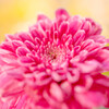 印象は秋･･マクロ菊