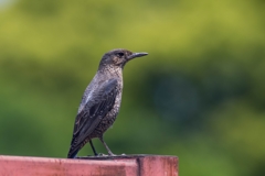 鳥界の女子は、地味で質素です..