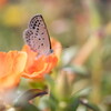 もわ～っと、夏が終わらない‥ヤマトシジミ