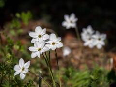 春だ~っ‥ハナニラ