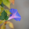晩秋に咲く‥アサガオ