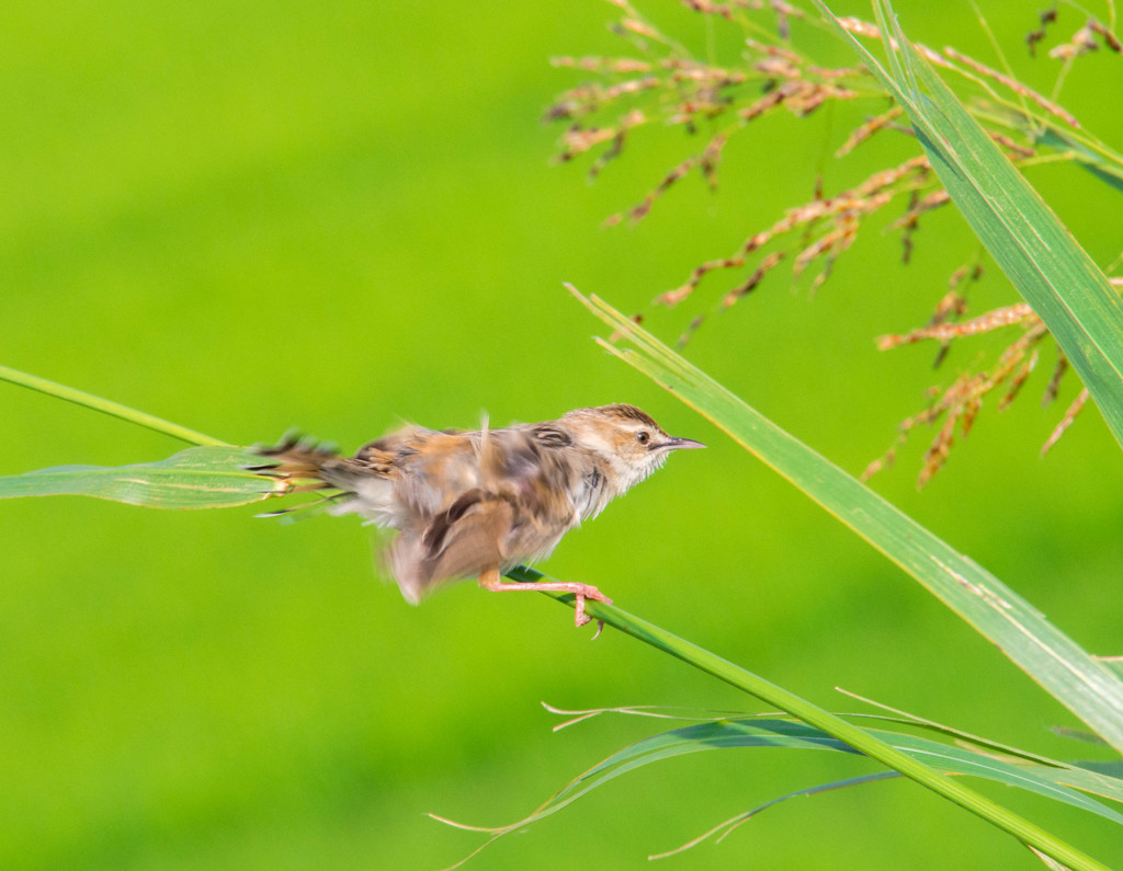 強風にも耐えて・・頑張るのだっ