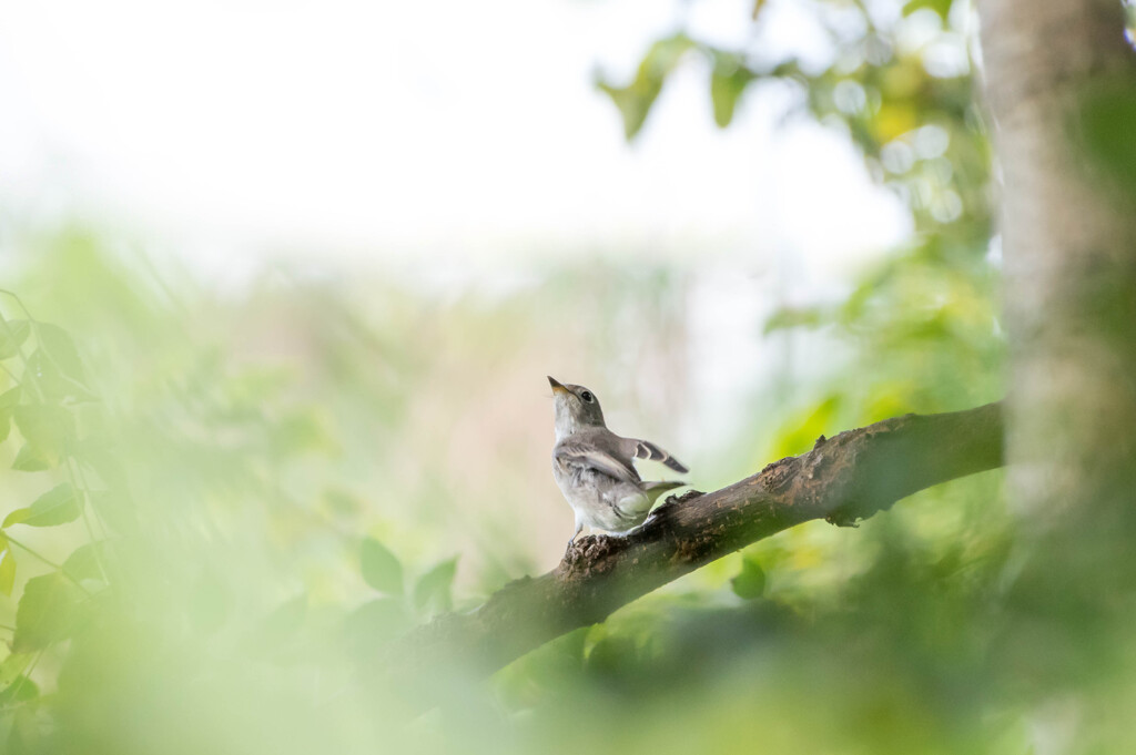 天を仰いで 何想う コサメビタキ By ももとすいか Id 写真共有サイト Photohito