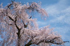 きょうはしだれて・・咲く桜(-^^-)b