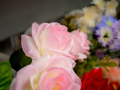 夏の花色、花いろいろ