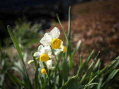 春待つ雪中花‥水仙