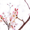 はや、花曇り‥ソメイヨシノ