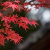 ふゆざれて‥紅