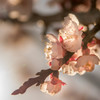 （梅+桜）/2≠花桃