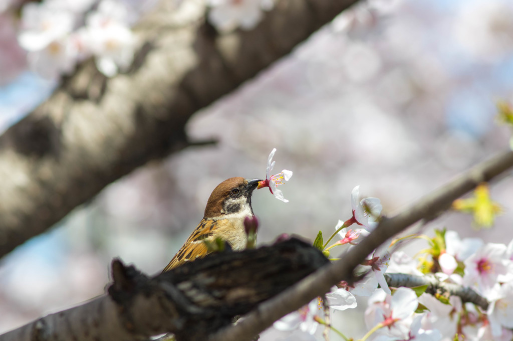 きみに桜は・・似合わないっ(^_^;)b