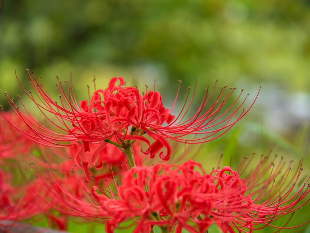 今が旬の彼岸花･･その名は曼珠沙華