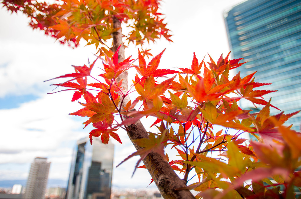 ちょっと紅葉、インザシティ