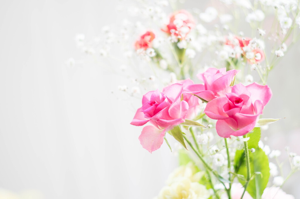 窓辺のひかり･･今日の花