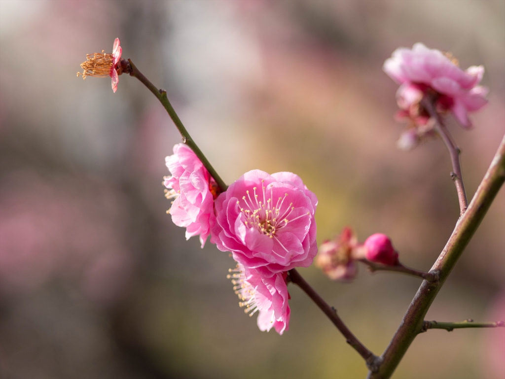 梅開花‥って