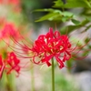 秋はじめ‥曼珠沙華