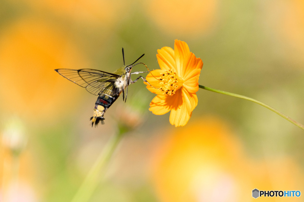 天高く・・スカシバ肥える秋（笑）