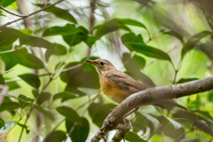 それほど赤くない‥初夏のアカハラ