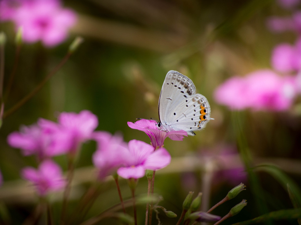 梅雨の前に・・花と蝶