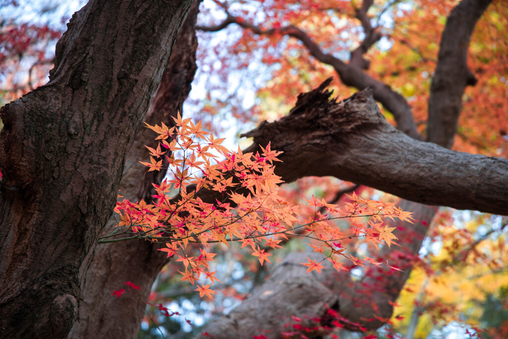 枯輝・・初冬もみじ