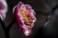 水も滴る・・梅の花