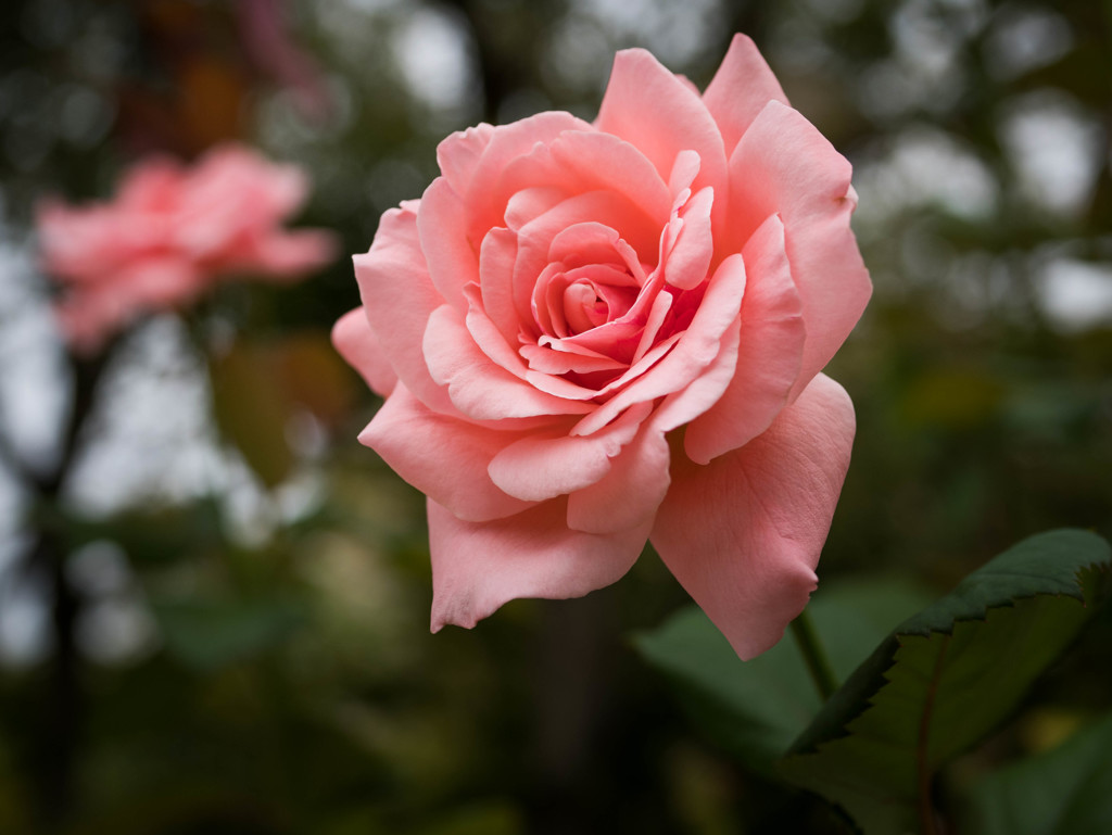 彼岸になれば、薔薇も咲く・・