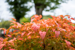 真夏の紅葉・・南天