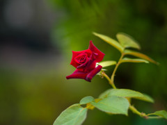 目を引く、この一輪・・　路傍の夏薔薇