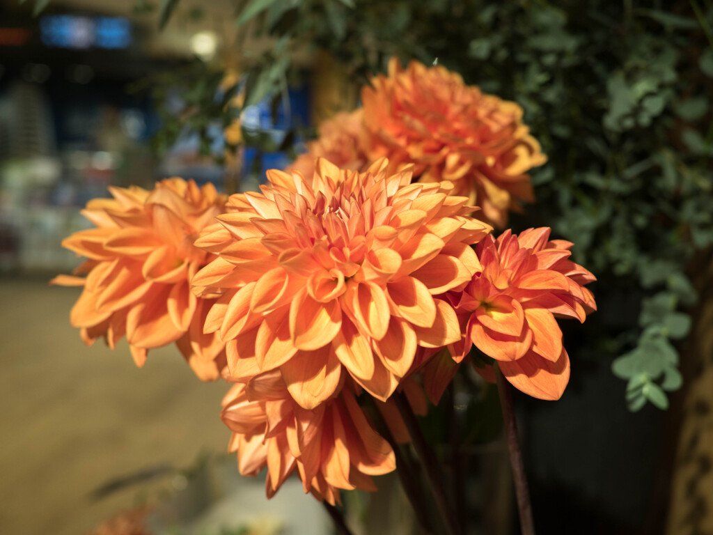 秋色オレンジ・・菊花