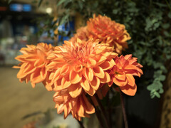 秋色オレンジ・・菊花