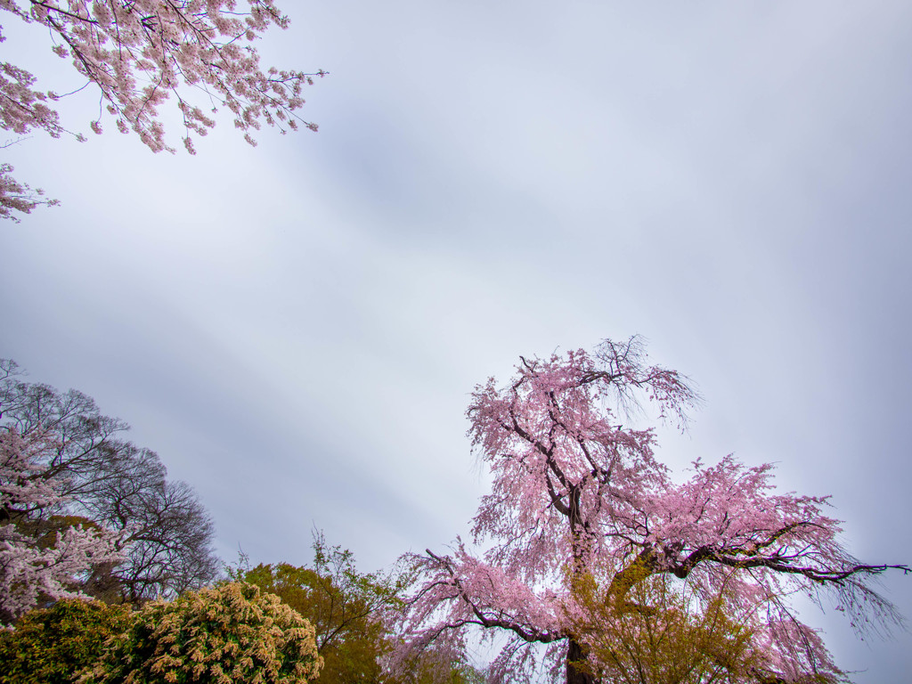 花散らしに耐えて咲く・・