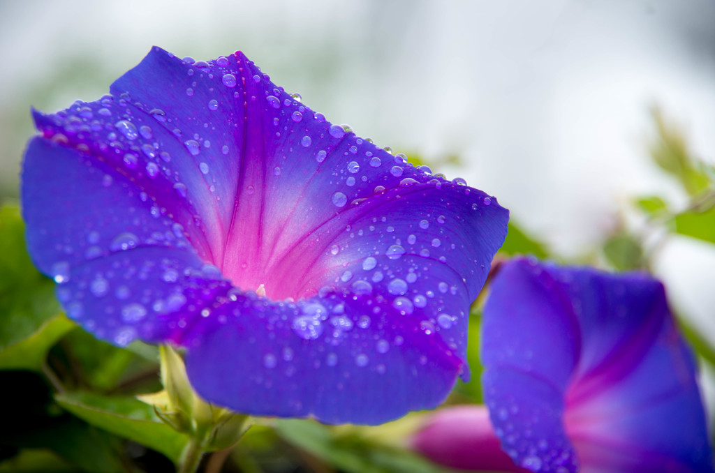 神無月初日は、無情の雨・・