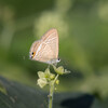 秋の蝶・・ウラナミシジミ