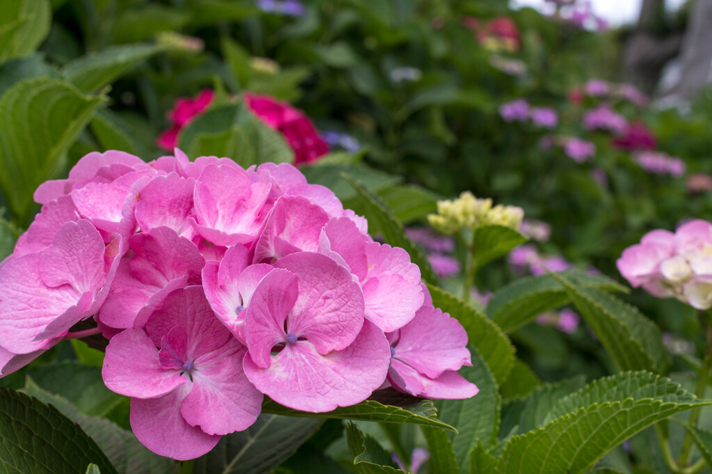 季節進んで梅雨間近･･紫陽花