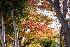 身近に秋・・紅葉