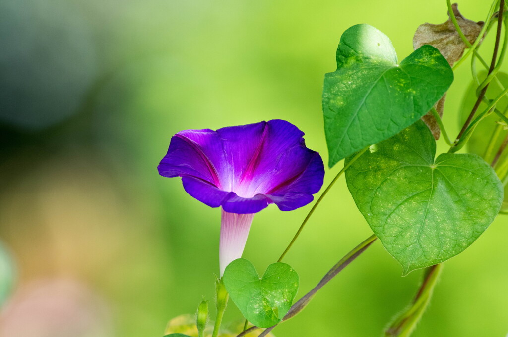 夏の名残花‥アサガオ