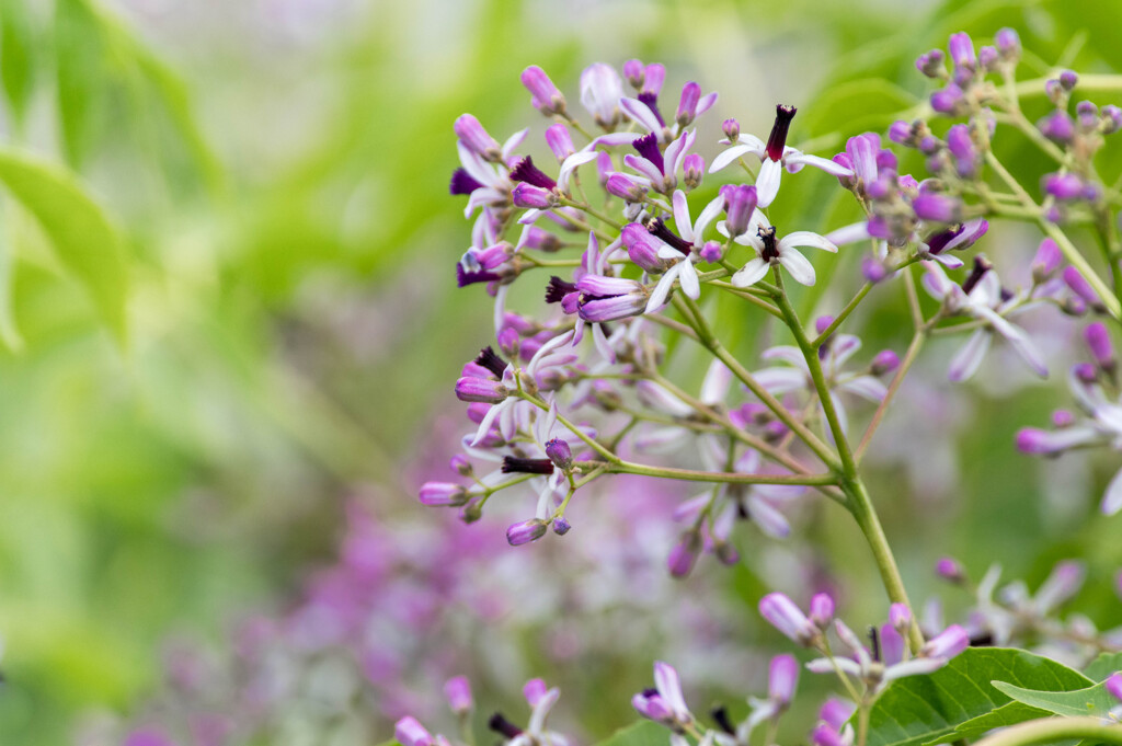 初夏に咲く花 センダンの花 By ももとすいか Id 写真共有サイト Photohito