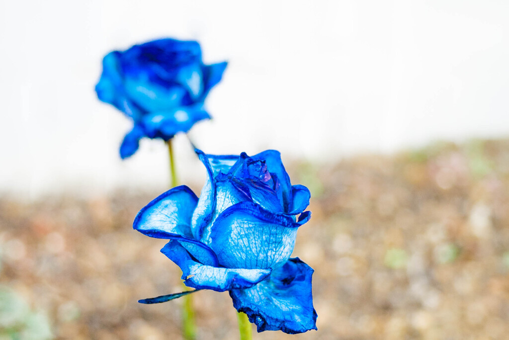 CCDブルー・・奇跡の青バラ