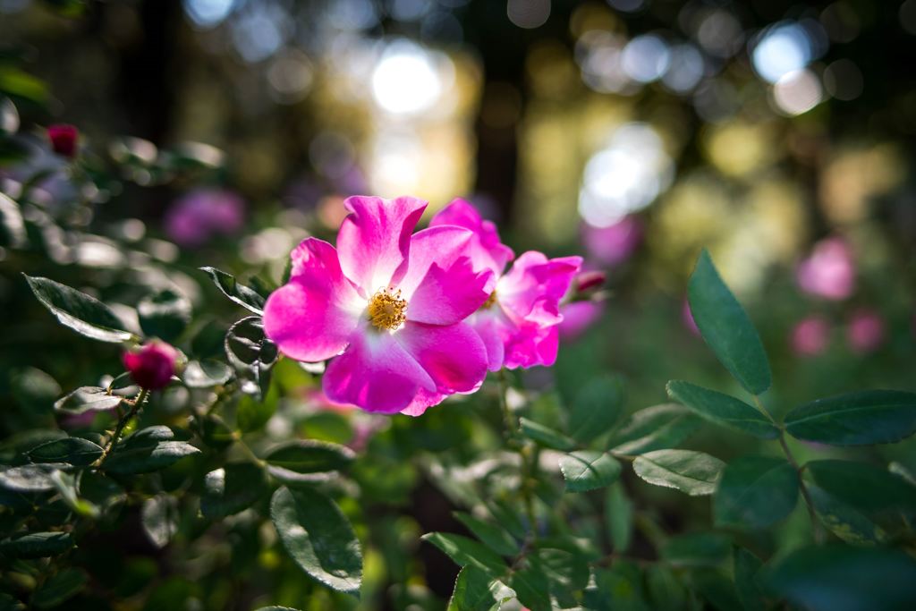 秋晴れ・・秋薔薇