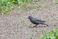 暑さも緩んで、もう九月･･イソヒヨドリ