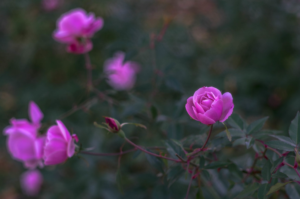 寒い季節も薔薇の花